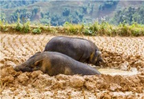病死的猪最后都去哪了