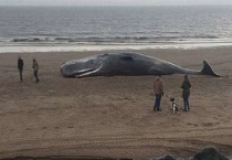 抹香鲸的头长什么样