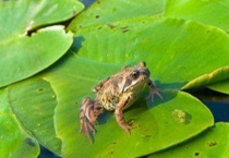 青蛙成长六个过程