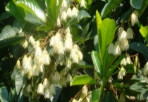 杜英是常绿乔木还是落叶乔木 附杜英的繁殖多久？