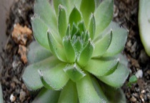 多肉长气根怎么办？