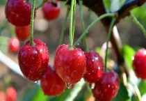 樱桃花有没有红色的