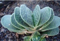 元宝多肉的养殖方法和注意事项