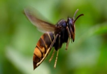 黄脚胡蜂(墨胸胡蜂)的形态特征 生活习性是什么？