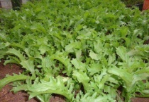 苦菊和苦苣一样吗？