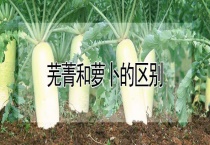 芜菁和萝卜的区别？