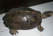 亚巨龟属于陆龟吗？