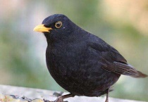 乌鸫是吉祥鸟吗？