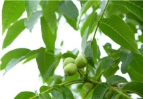 核桃落花落果怎么办？