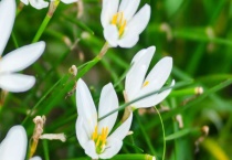 葱莲和韭莲的区别？