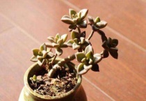 胧月多肉杆太长怎么办？