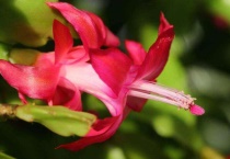 北方蟹爪兰怎么浇水