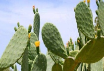 仙人掌有叶子吗 会开花结果吗 是否有毒？