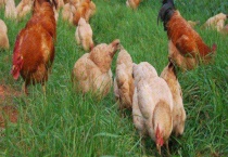 土鸡饲料参考配方 有以下几个方面