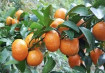 沙糖桔什么时候保花