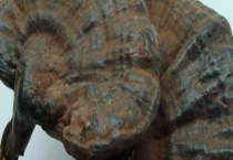 灵芝产地的分布情况 附主要分布地