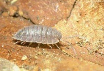 花盆里潮虫怎么彻底消灭