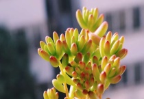 虹之玉长虫了怎么办？