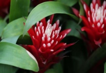 水塔花中间枯了怎么办？