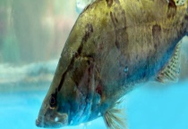 鳜鱼是海鱼还是淡水鱼 有哪些养殖技术