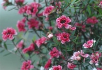 松红梅耐寒吗？