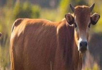 黄牛多少钱一头 附养殖前景