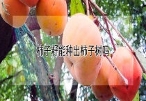 柿子籽能种出柿子树吗？
