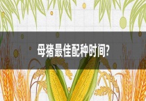 母猪最佳配种时间？