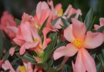 四季红山茶叶尖发焦掉叶