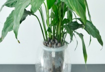 水培植物的养护技术 附真假水培植物的辨别多久？