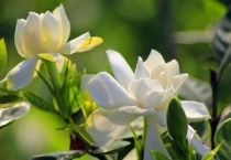 栀子花有几种色