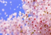 樱花能结出樱桃吗？