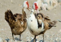 你知道禽类有哪些吗？涉禽是参见的吗？