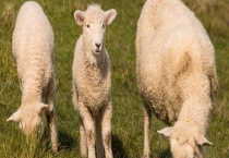 羊链球菌病防治方法 附防治多久？