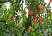 花石榴与果石榴有什么不同 花石榴有什么价值