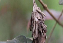 蓑蛾 附其形态特征