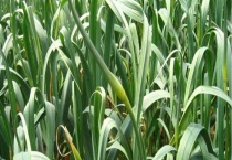 蒜苔产地在哪里 附蒜苔的生长习性及挑选多久？