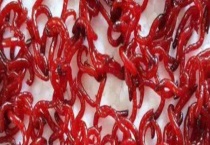 红虫吃什么食物？通常怎么养