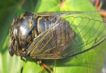 知了的繁殖方式 知了有什么经济价值