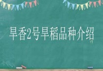 旱香2号旱稻品种介绍