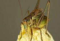 蝈蝈、蛐蛐、蚂蚱、蚱蜢、蝗虫的区别？