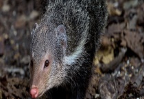 泥鳅猫是不是保护动物 与果子狸有什么不同