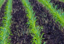 除草剂药害类型及诊断