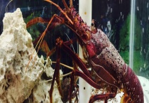 养殖龙虾该如何过冬 需做好这几点