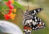 蝴蝶是动物吗？