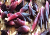 洋荷（阳荷）的价格大概多少 有哪些做法