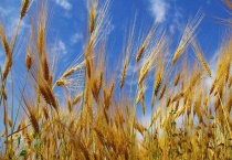 麦穗的象征意义 附西方麦穗的象征意义