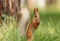 松鼠的汗在哪里