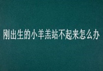 刚出生的小羊羔站不起来怎么办？