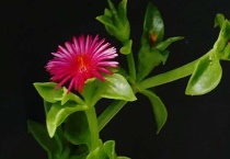 牡丹吊兰太长了怎么办？